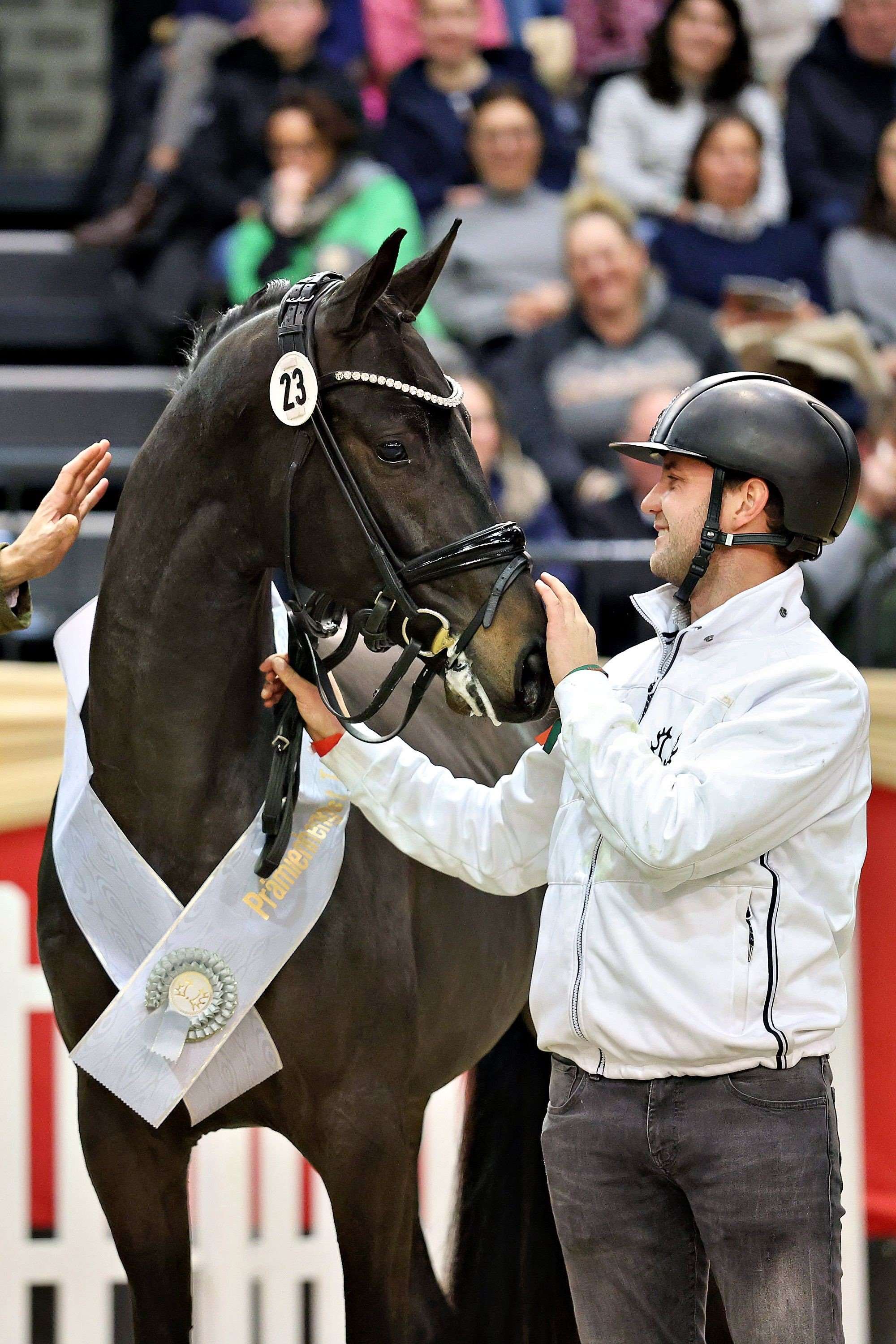 Top Star U.S.  Stallion